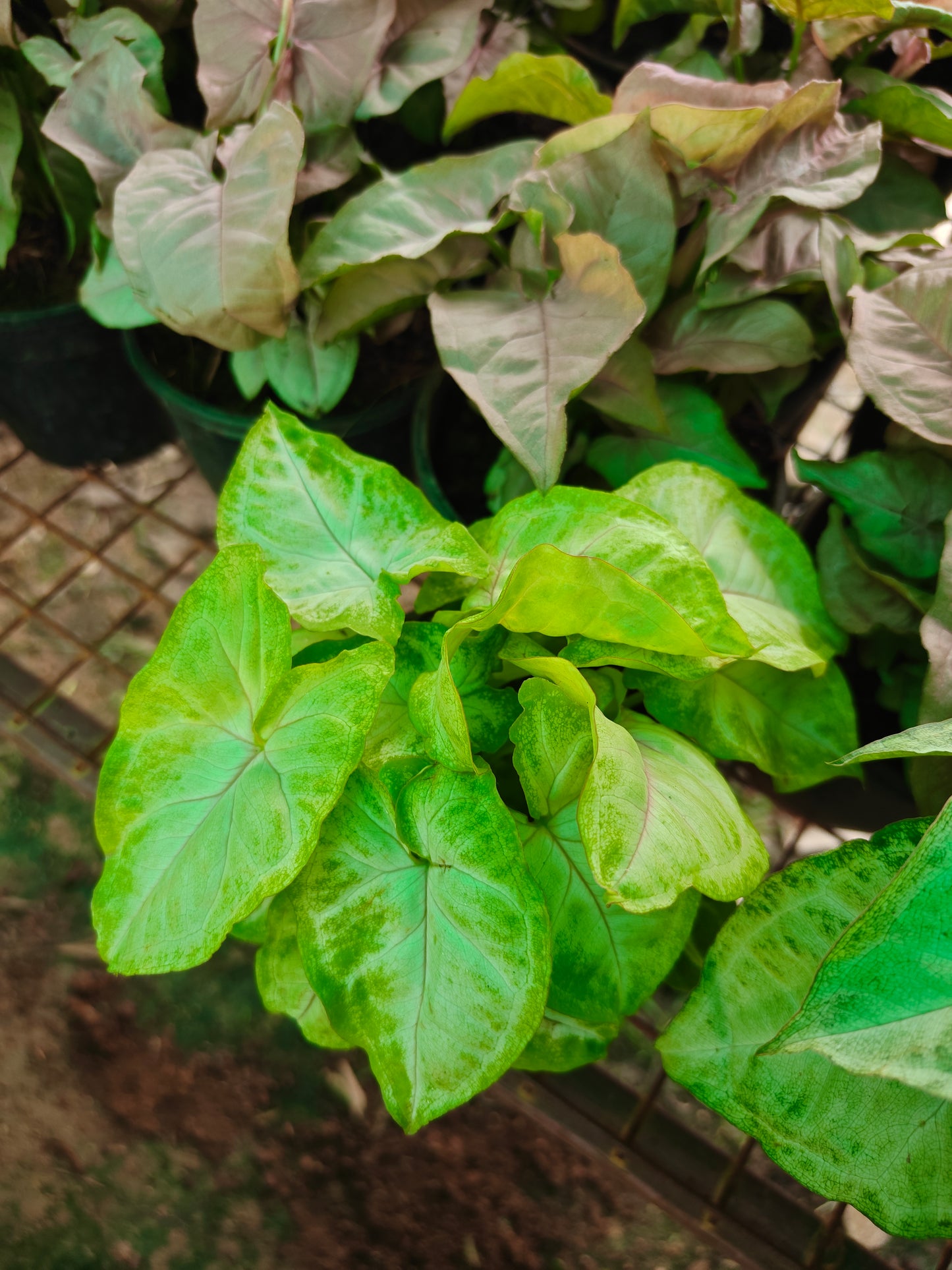 Syngonium varieties
