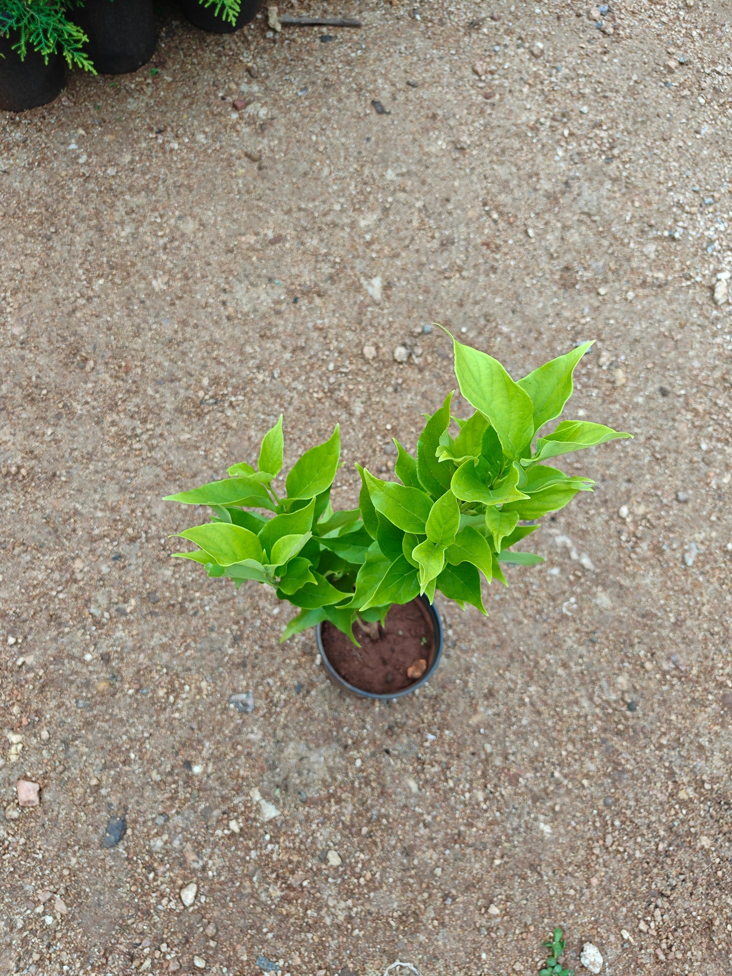 Parijatham Dwarf