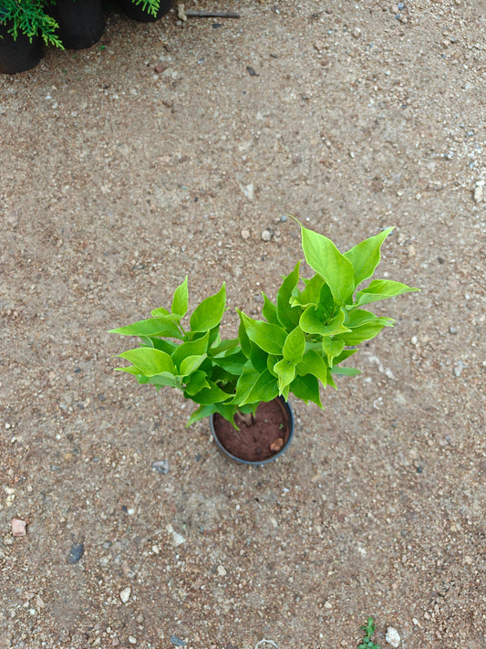 Parijatham Dwarf