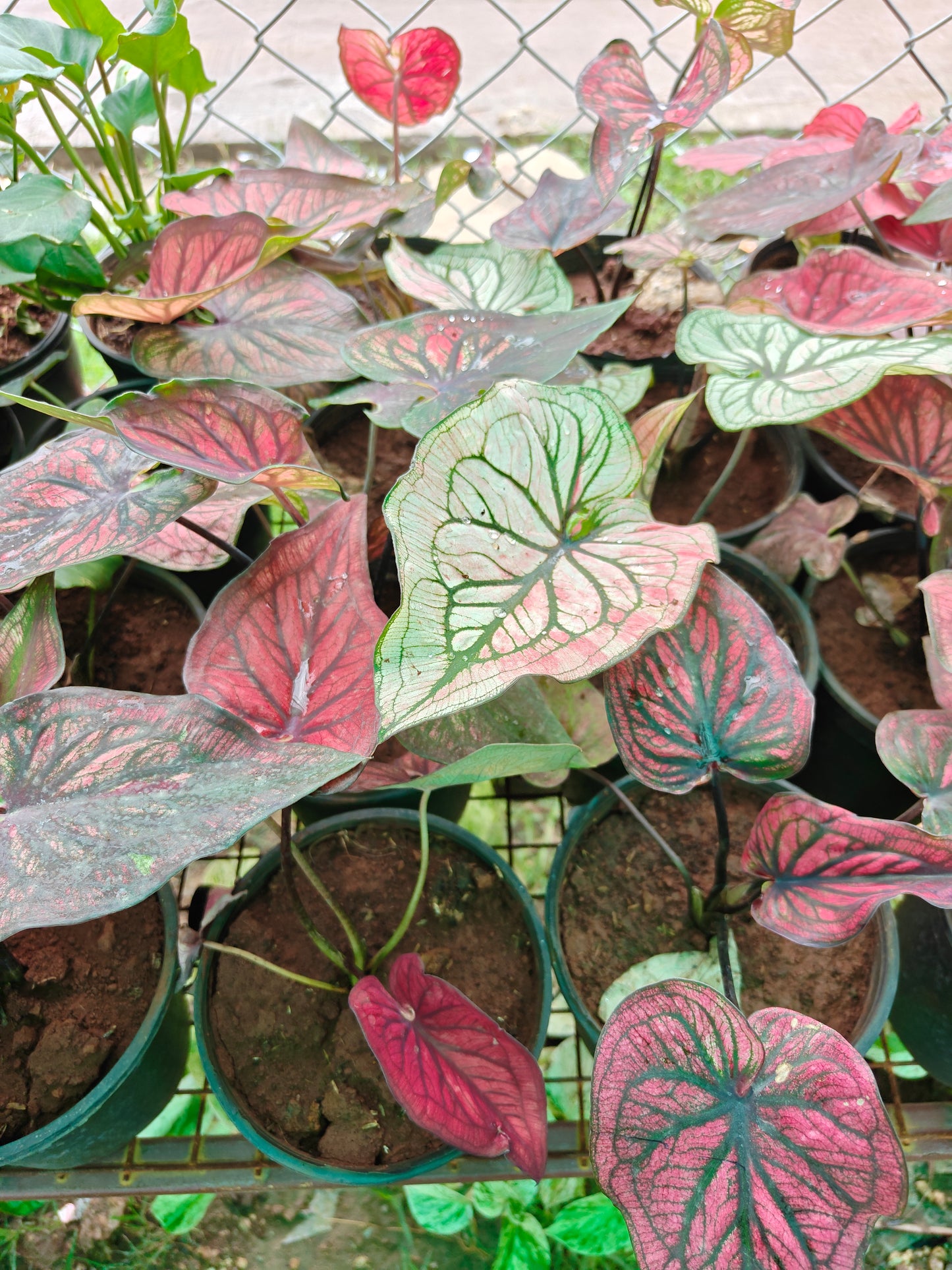 Caladium