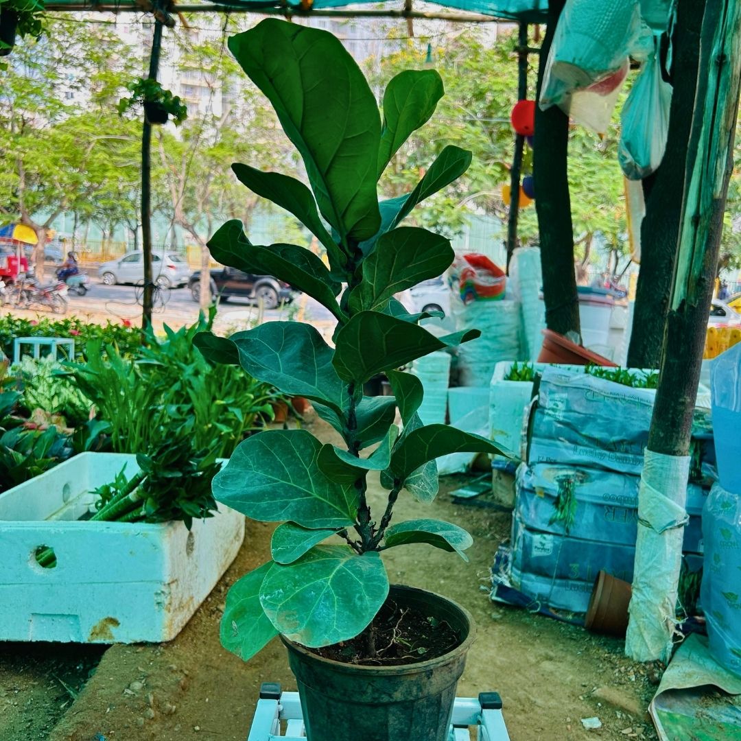 Fiddle Leaf Fig ( Ficus lyrata )