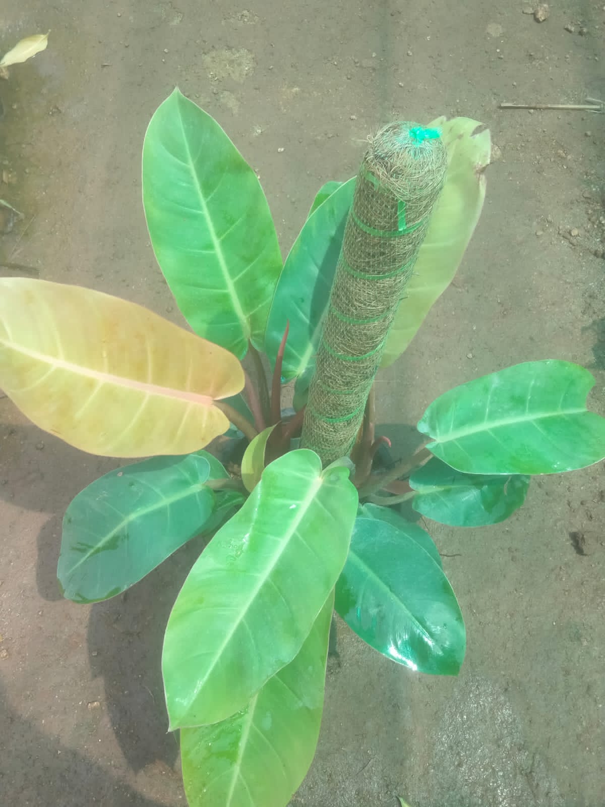 Philodendron orange With Mosstick