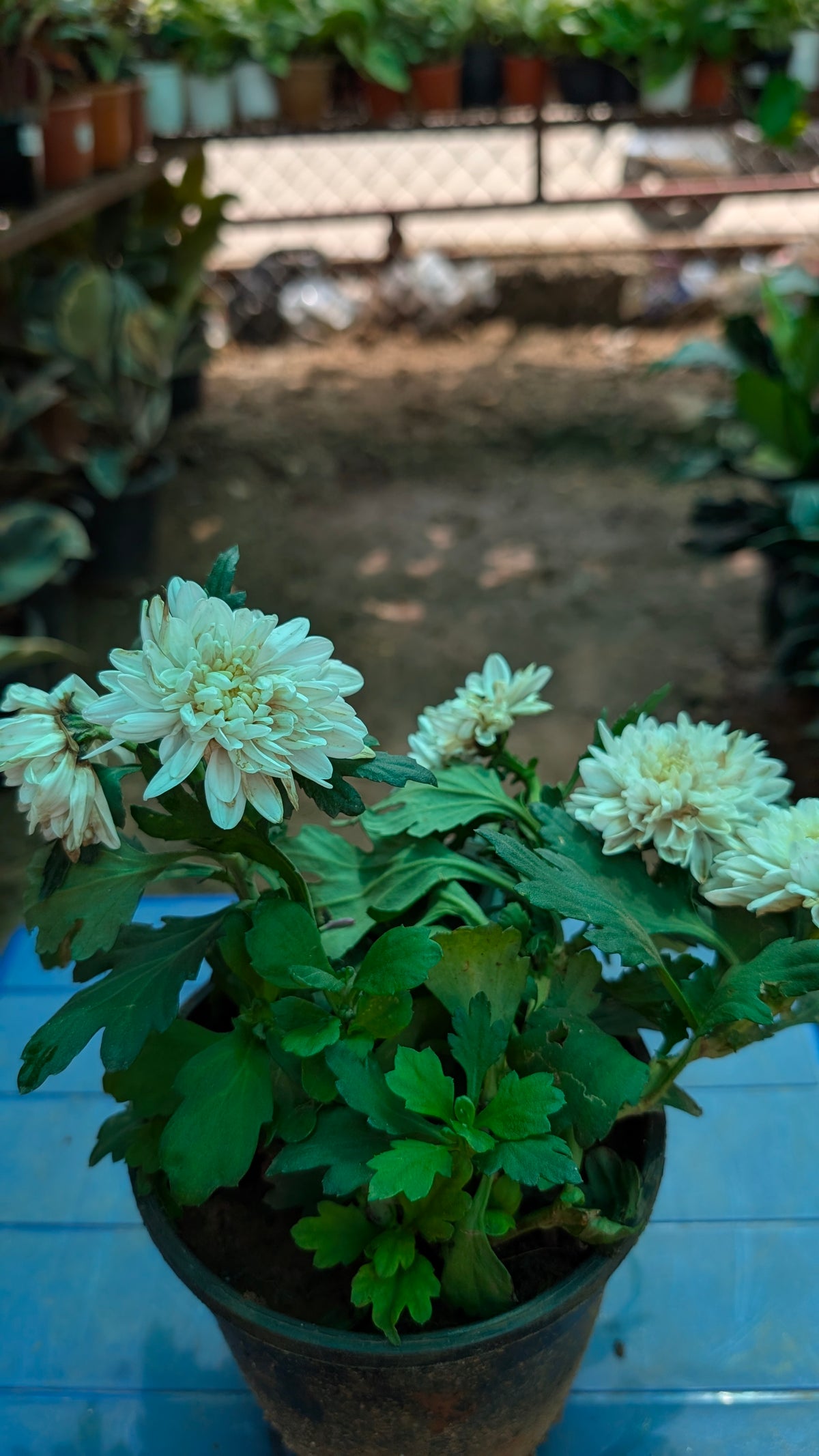Chamanthi Any Colour