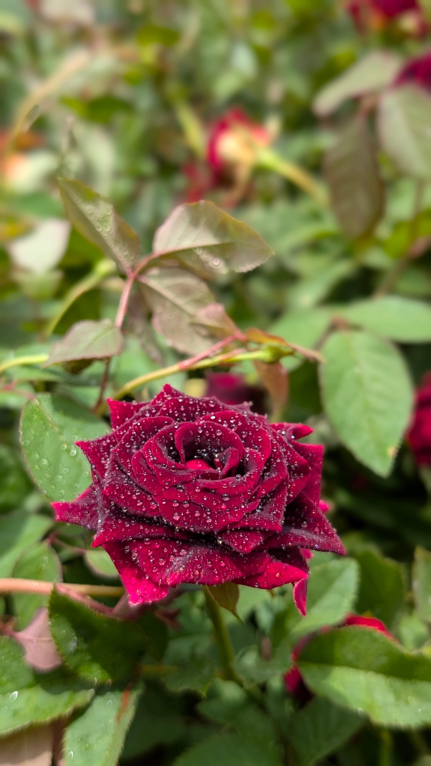 Dutch Rose