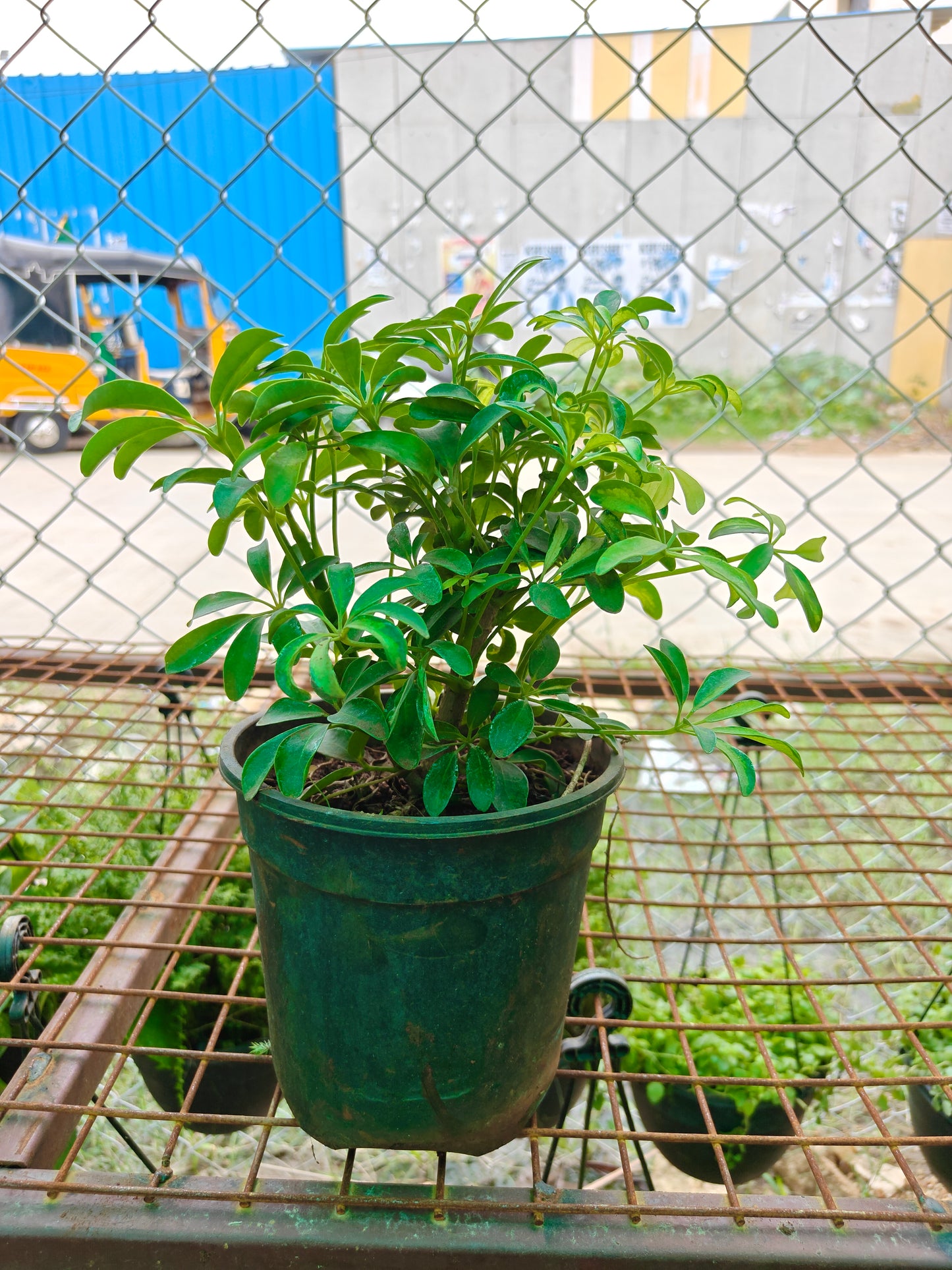 Schefflera