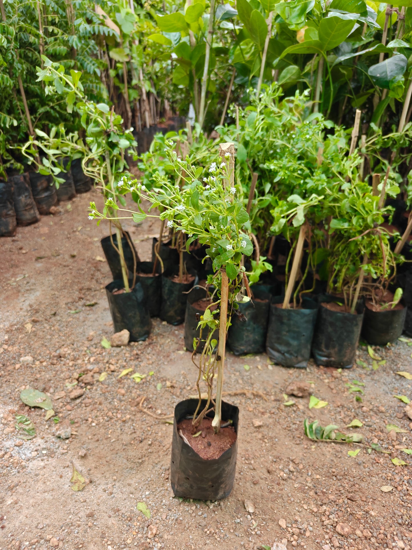 Stevia