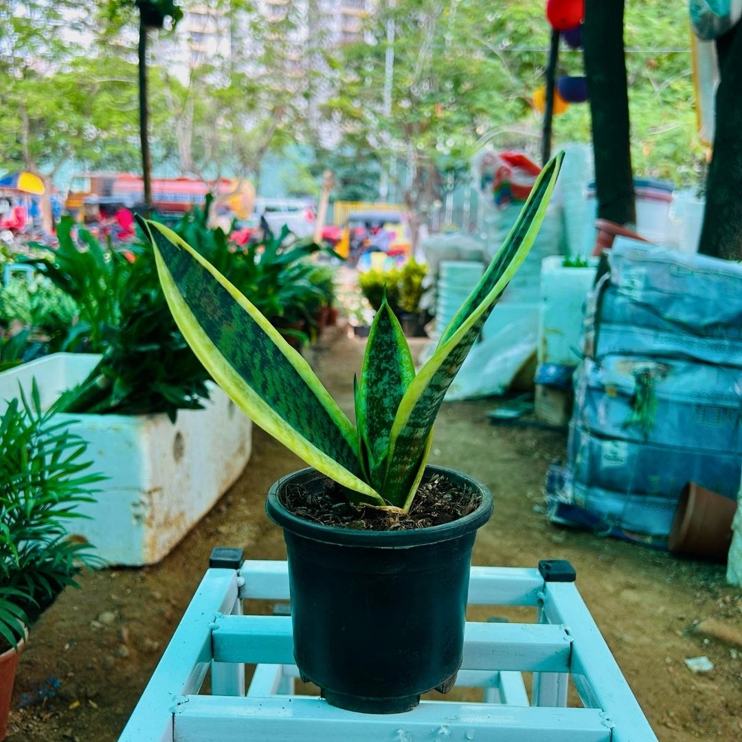 Snake Plant ( Sansevieria trifasciata 'Laurentii' )