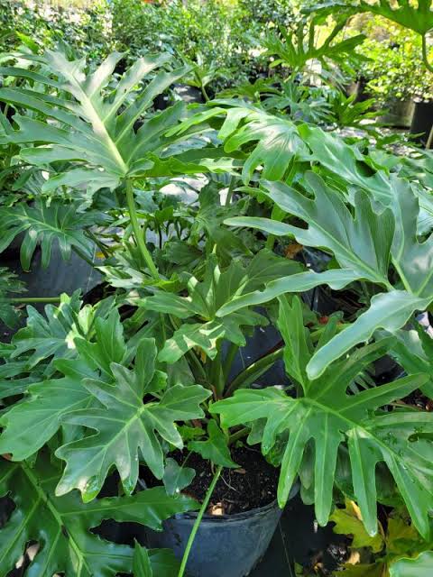 Philodendron Selum