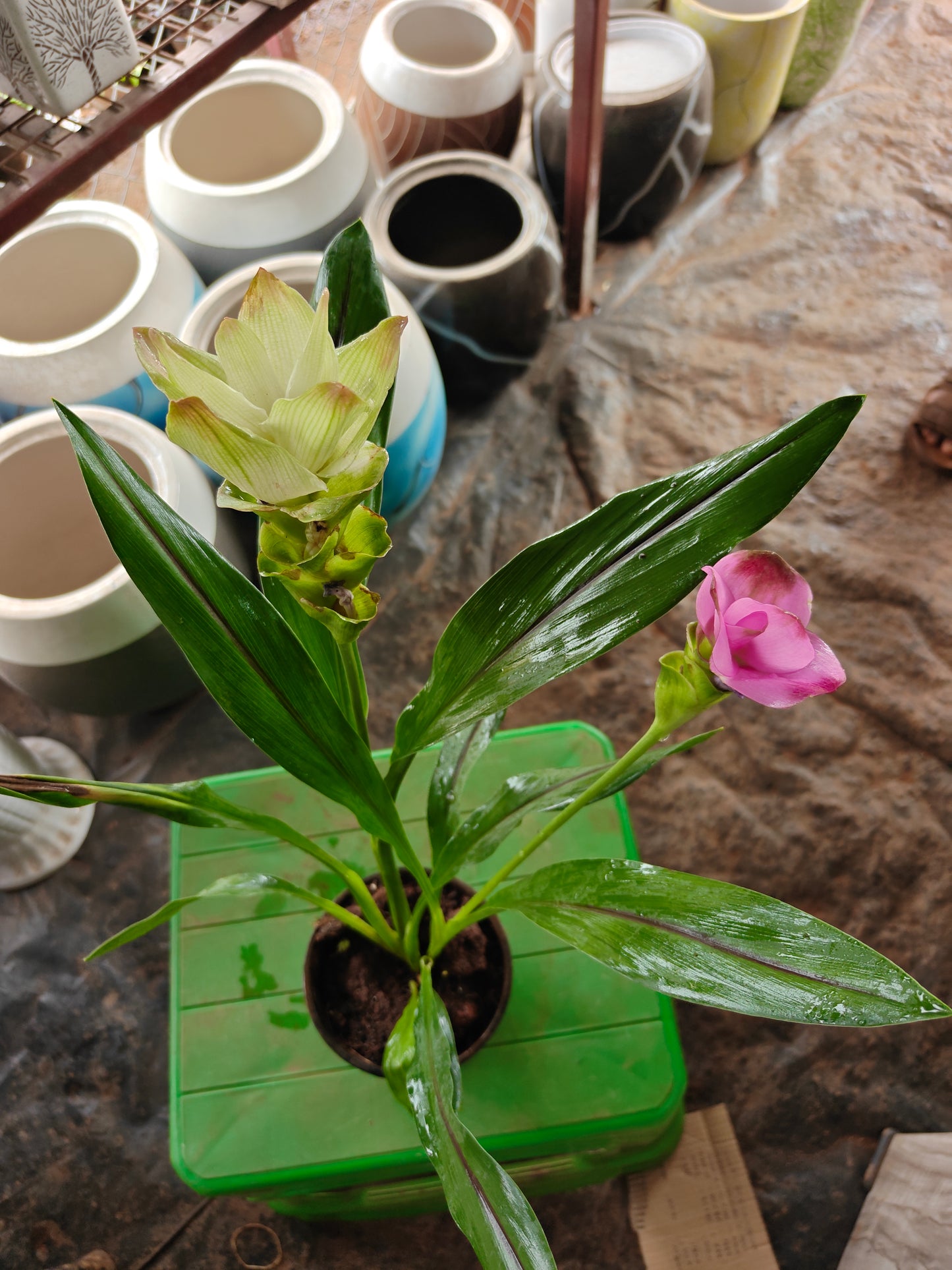 Curcuma