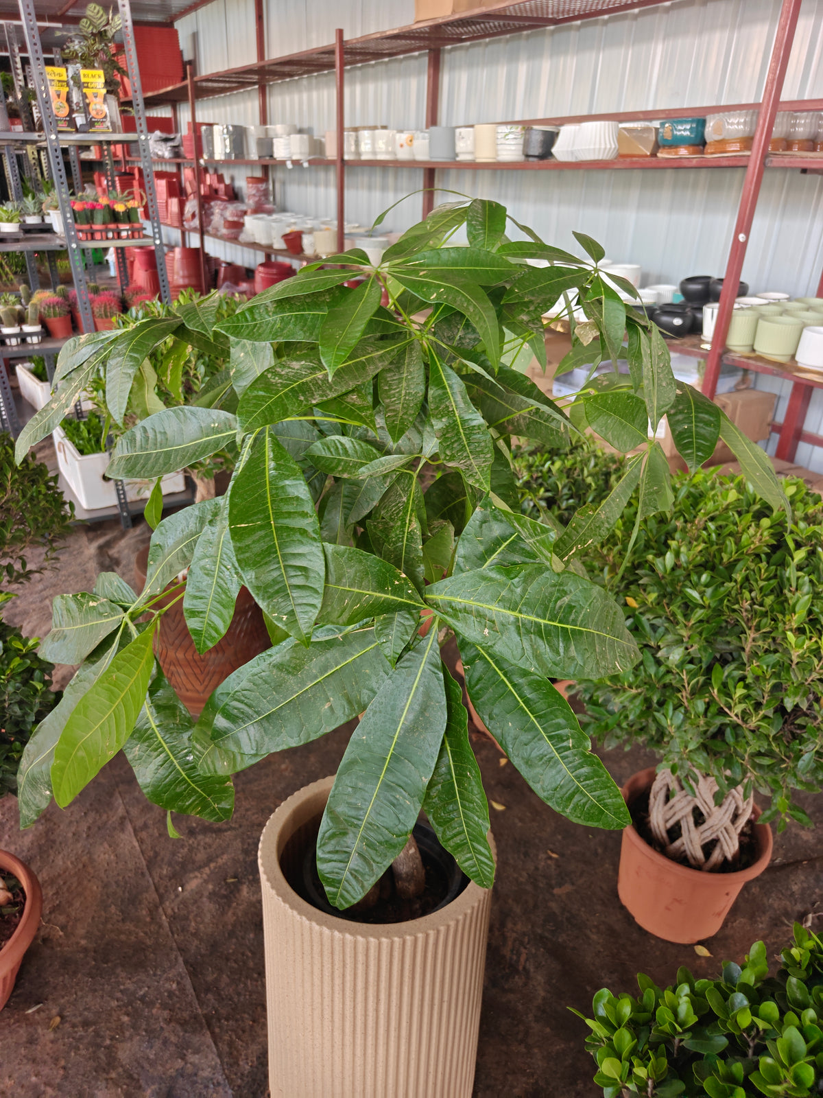 Pachira