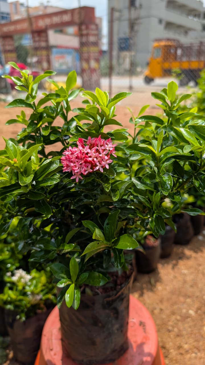 Ixora