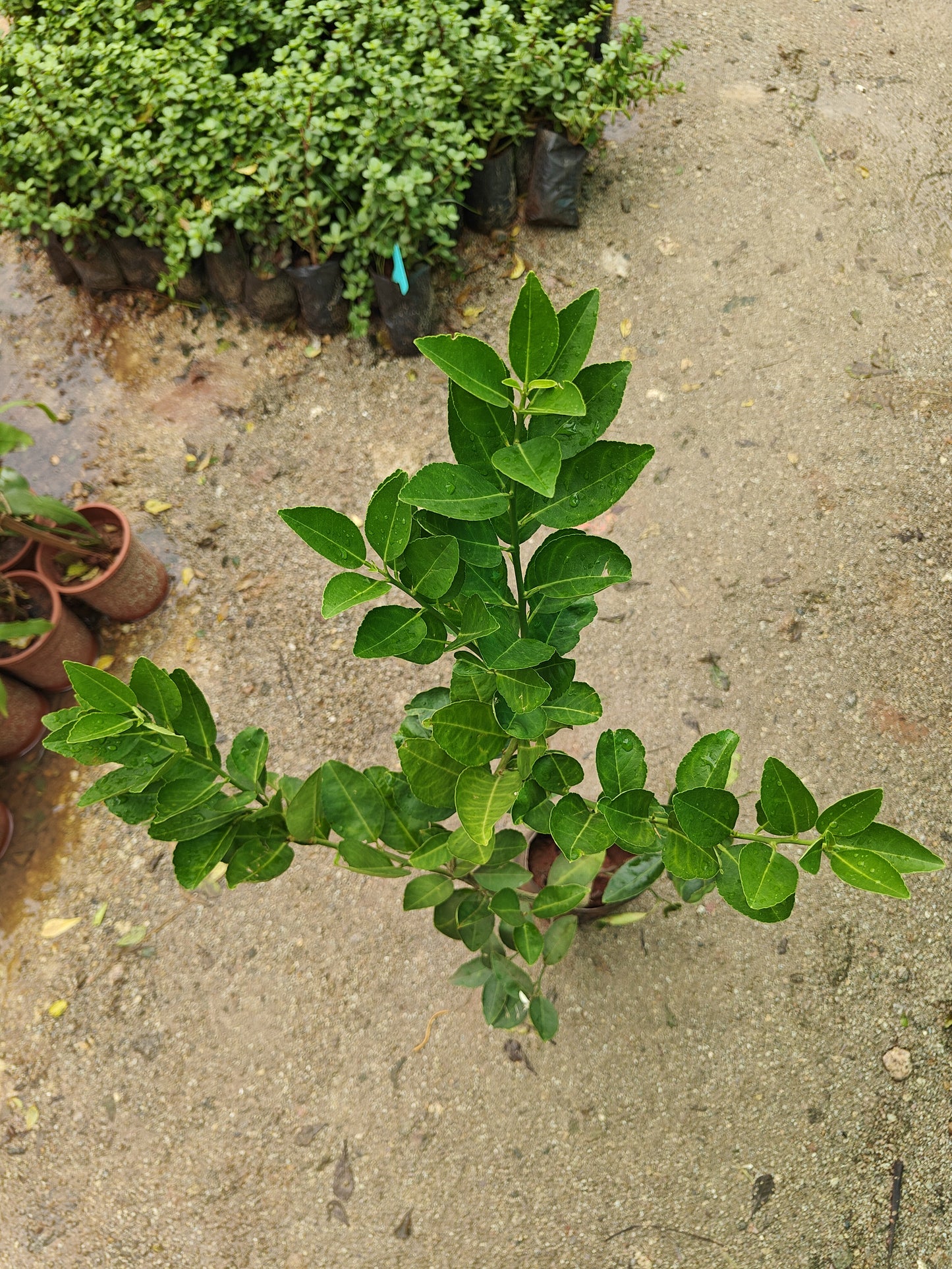 Lemon plant