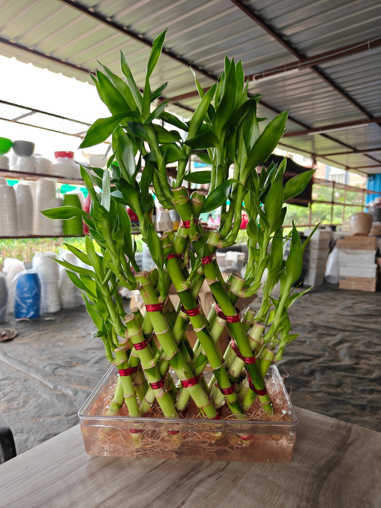 Lucky bamboo Pyramid shape with Bowl