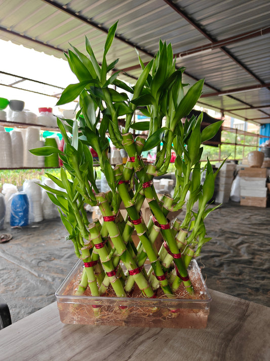 Lucky bamboo Pyramid shape with Bowl