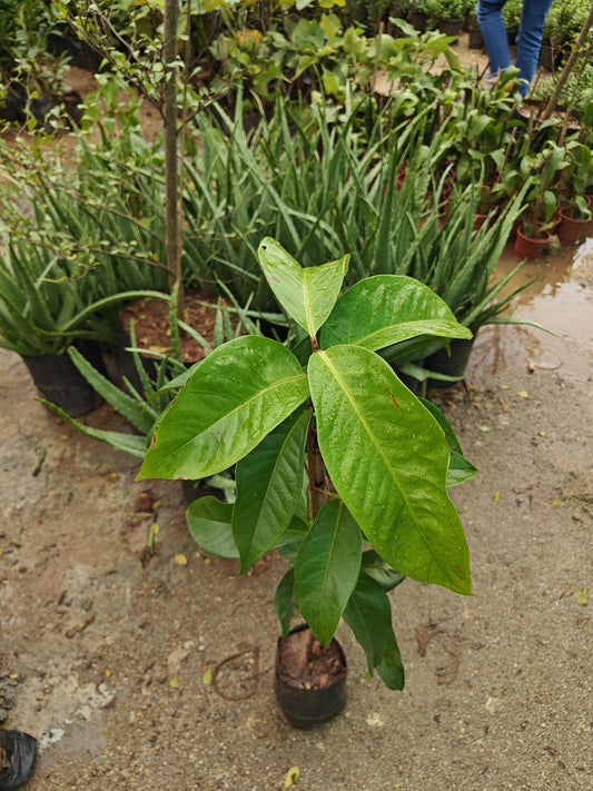 Apple Plant