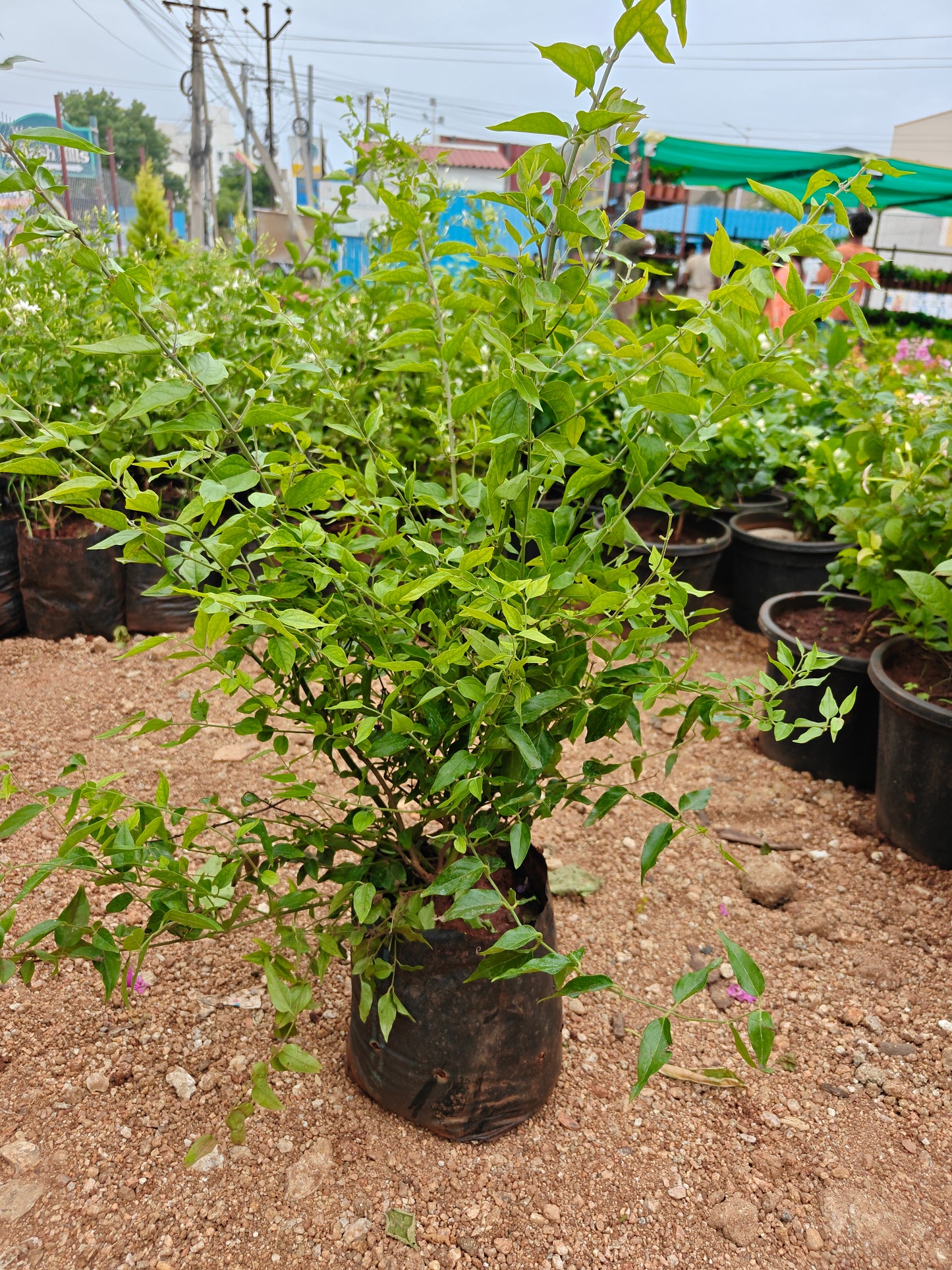 Kagada Malli