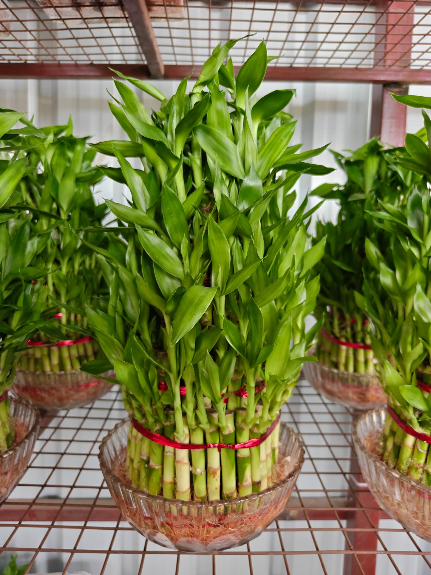 Lucky bamboo 5 layer with Bowl