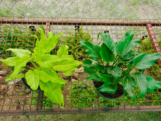 Philodendron Xanadu