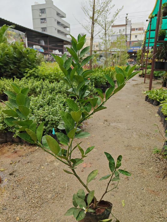 Lemon plant