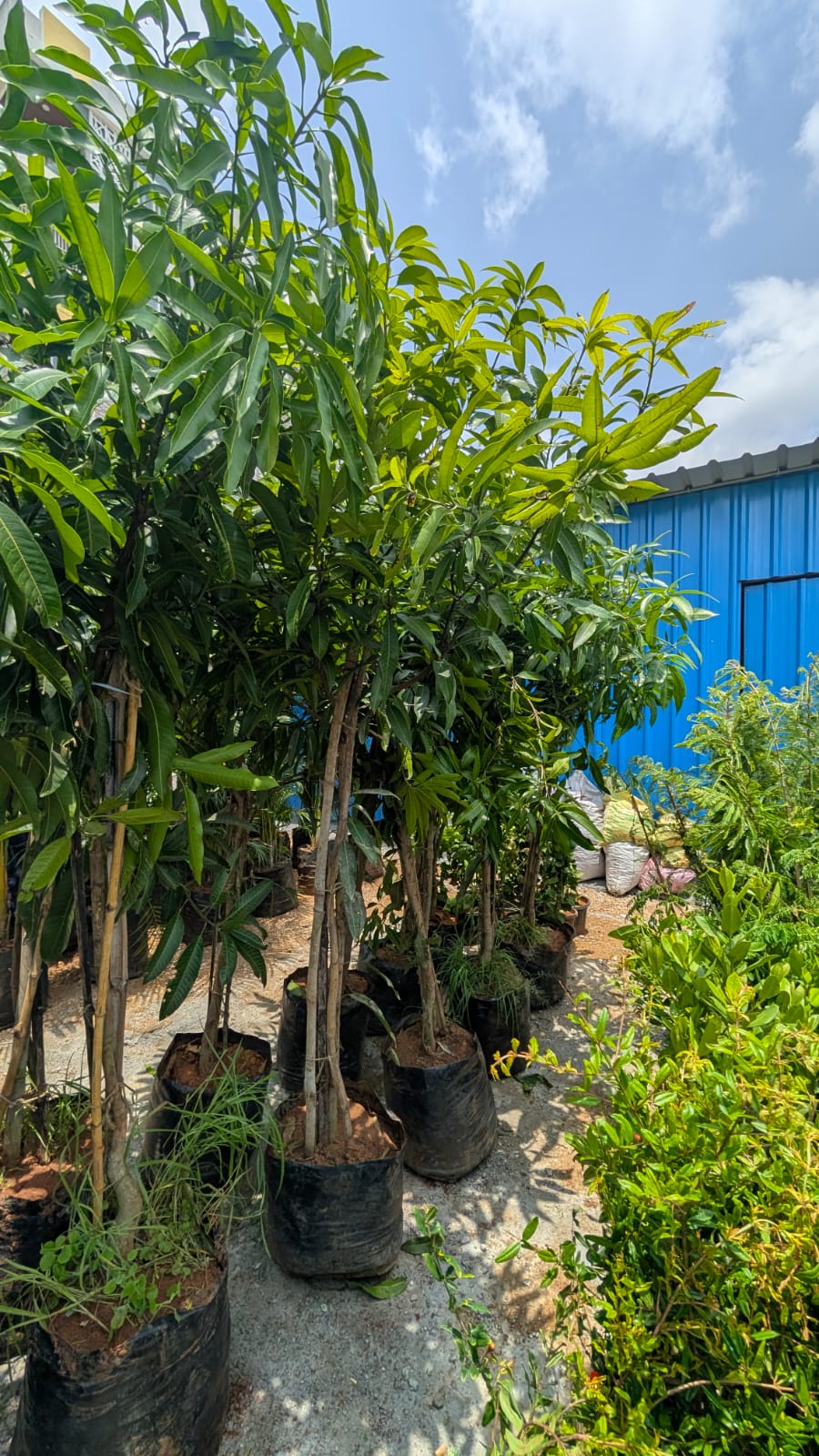 Mango