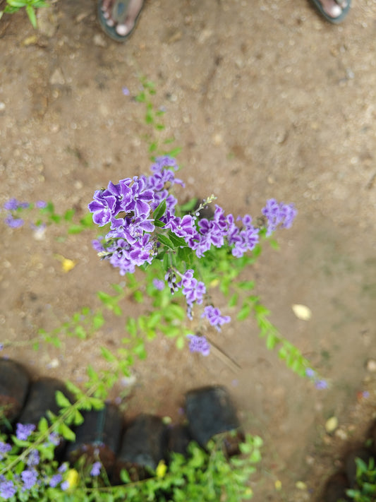 Nikotia (Broad Verity)