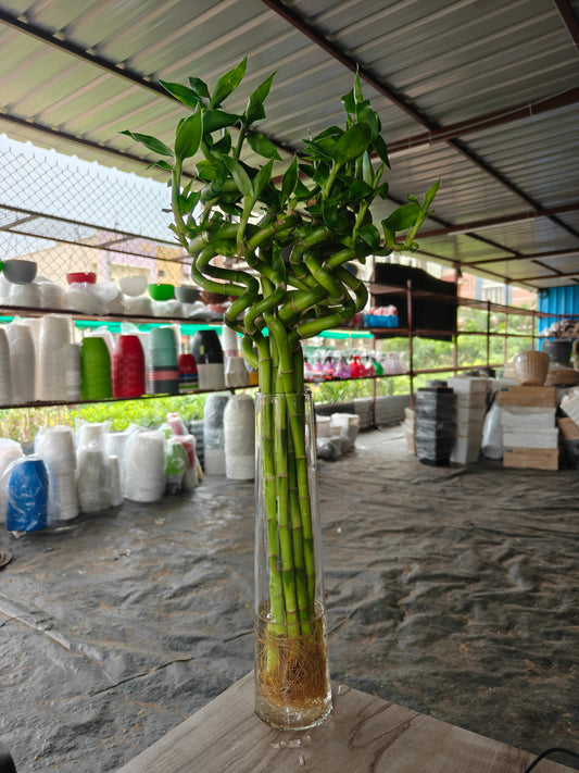 Lucky bamboo Spiral 1 stick