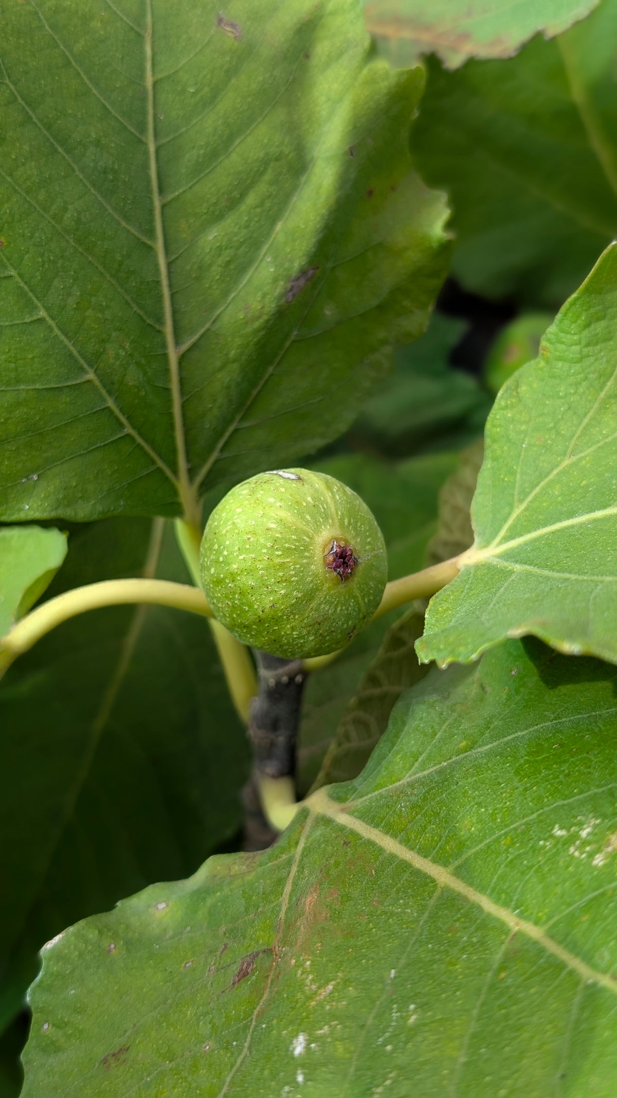 Anjeer ( Fig )