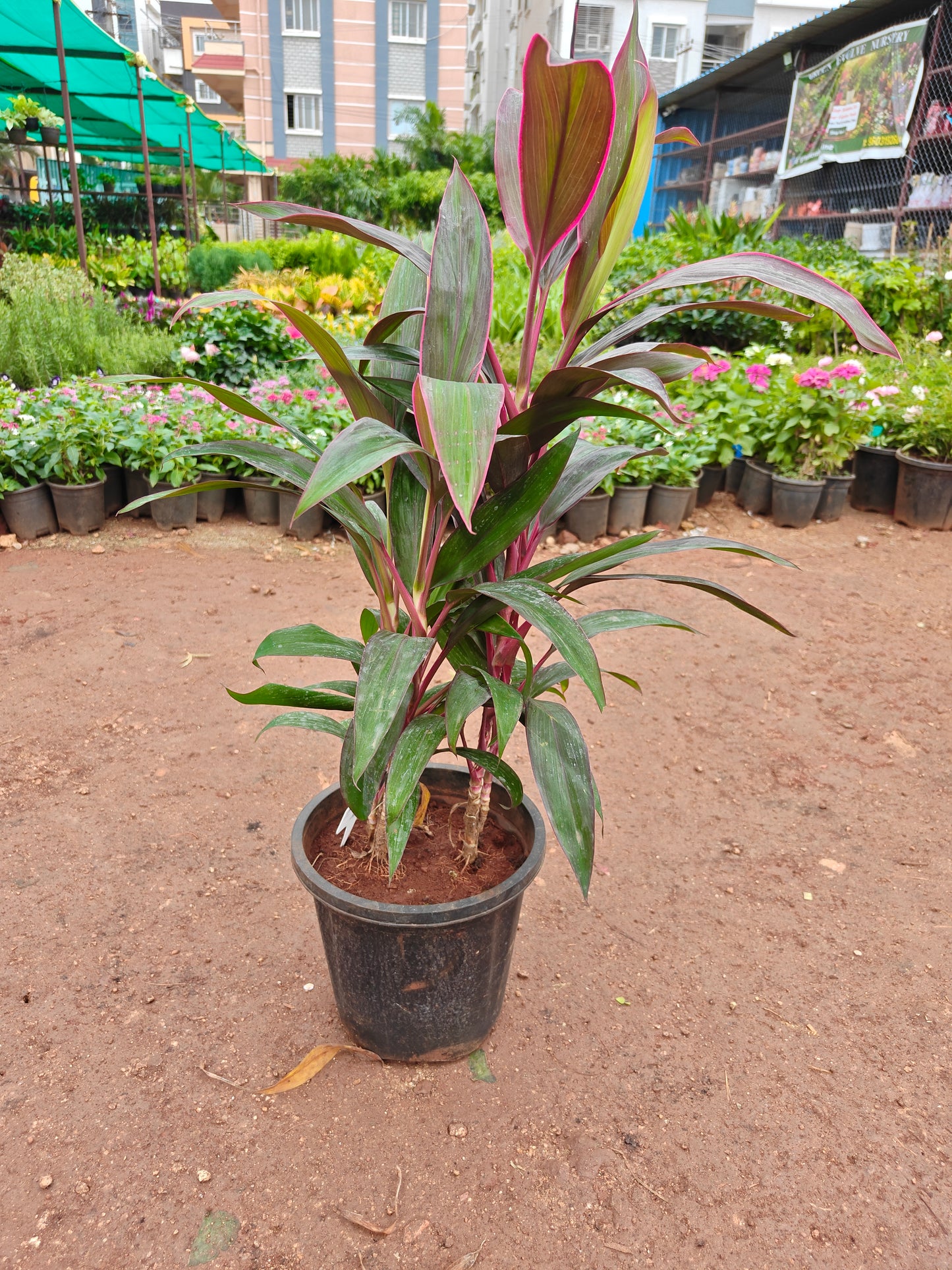 Dracena long narrow leaf