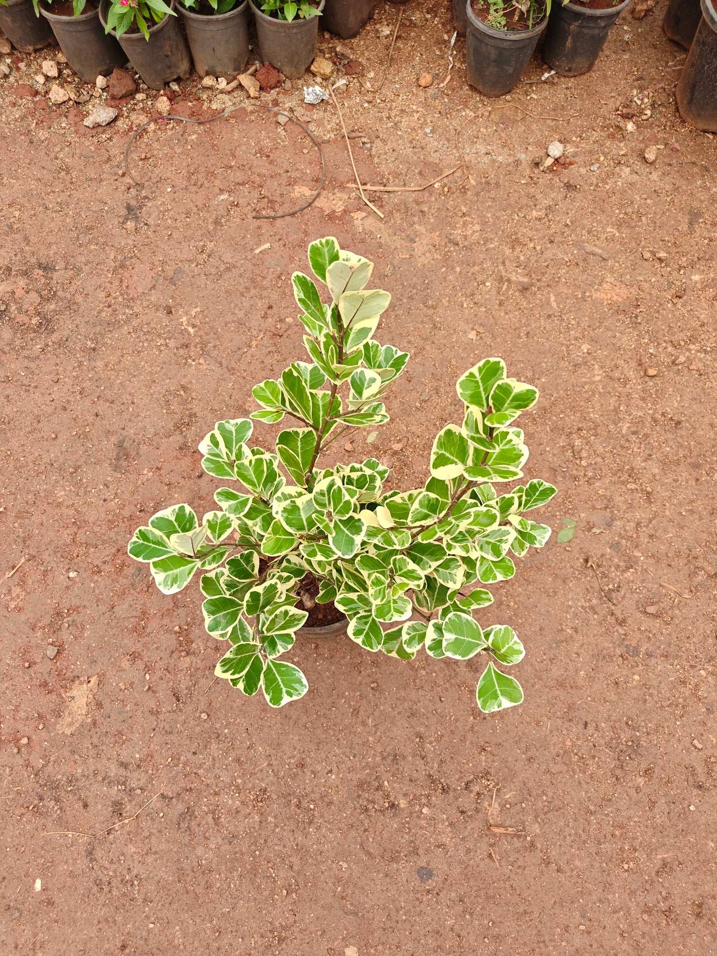 Safari Ficus