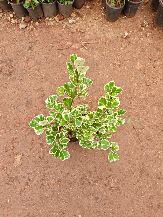 Safari Ficus