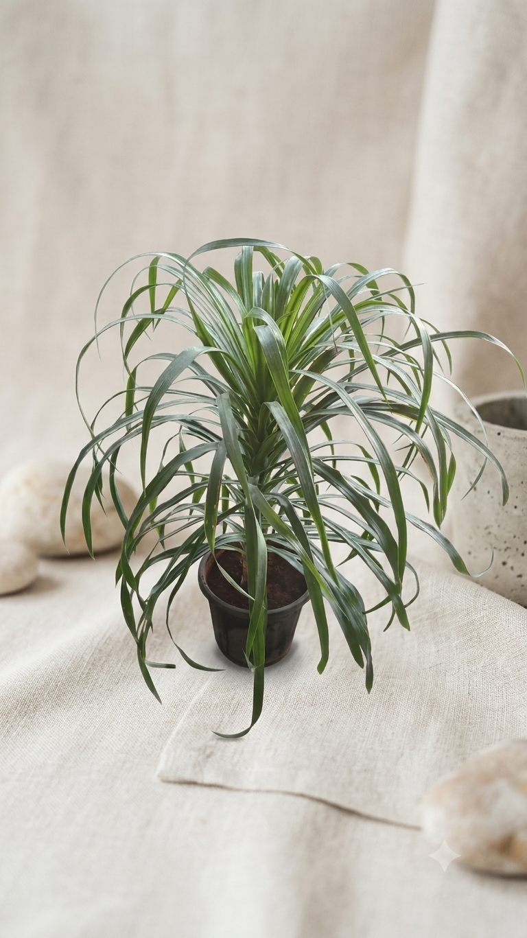 Dracaena Drako