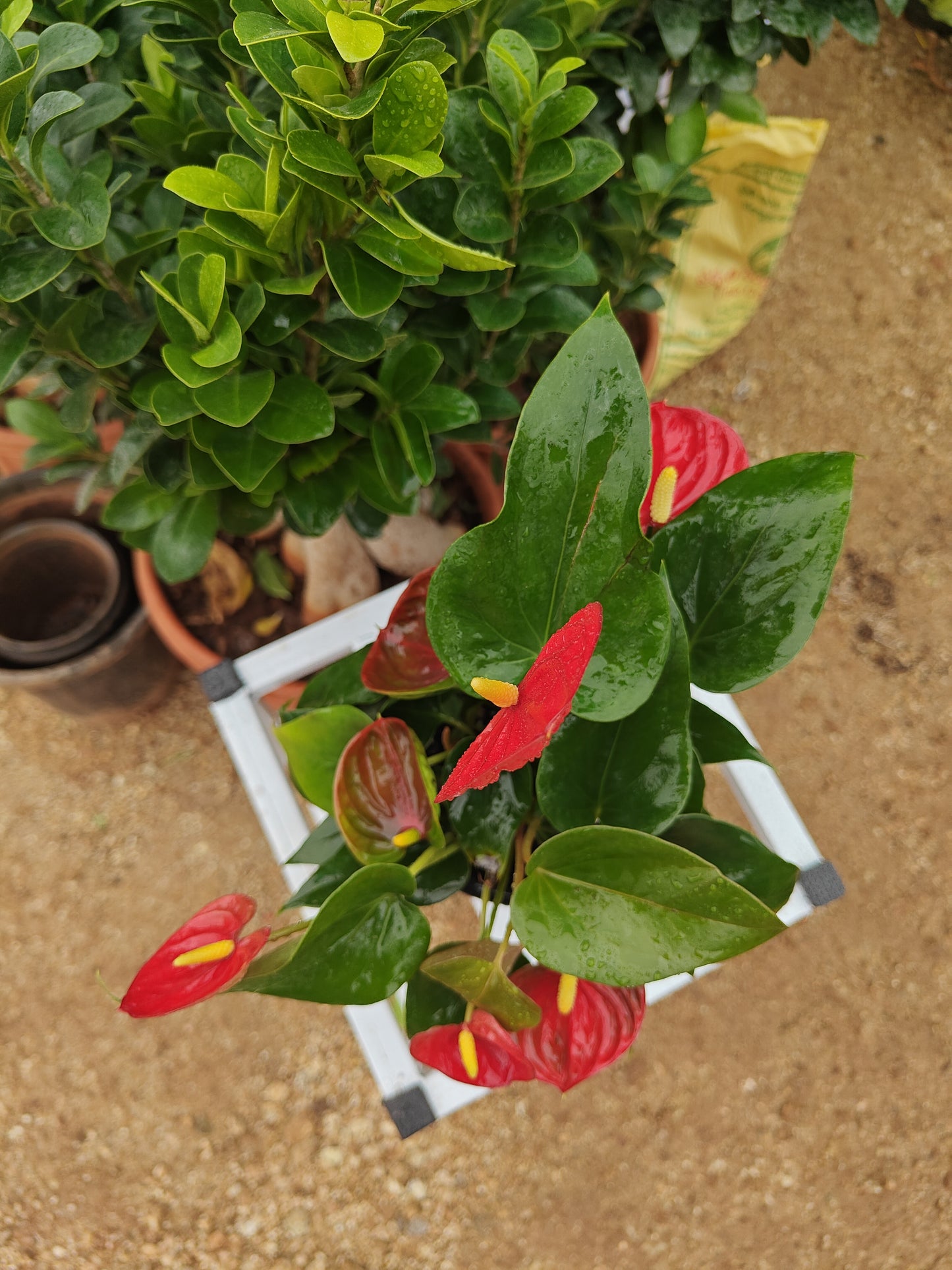 Anthurium