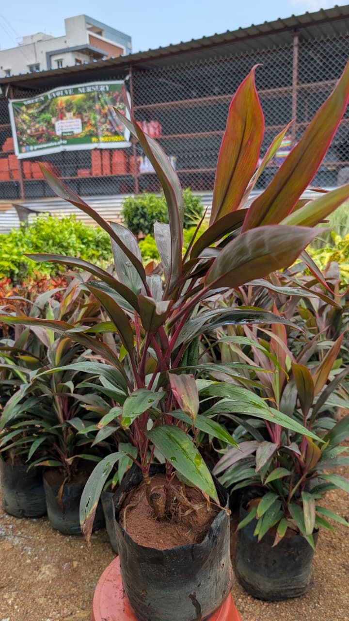 Dracena Mahatma