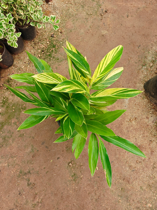 Alpnia Variegated