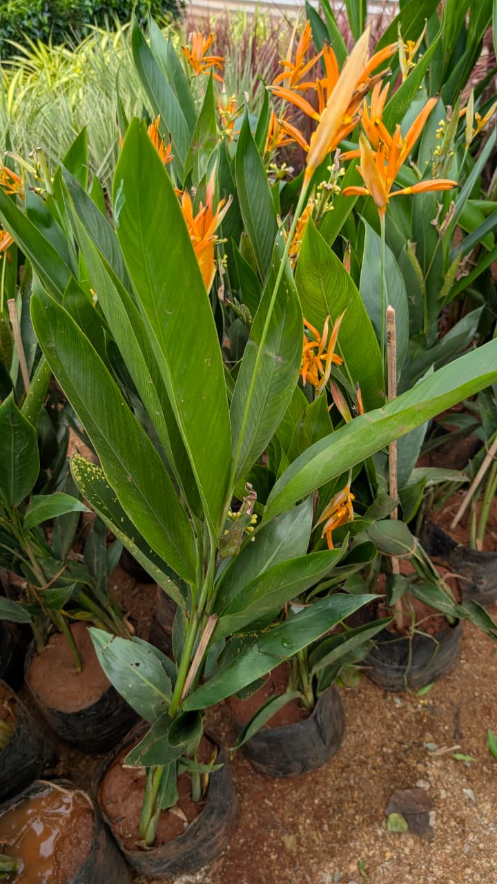 Heliconia 13/13 bag