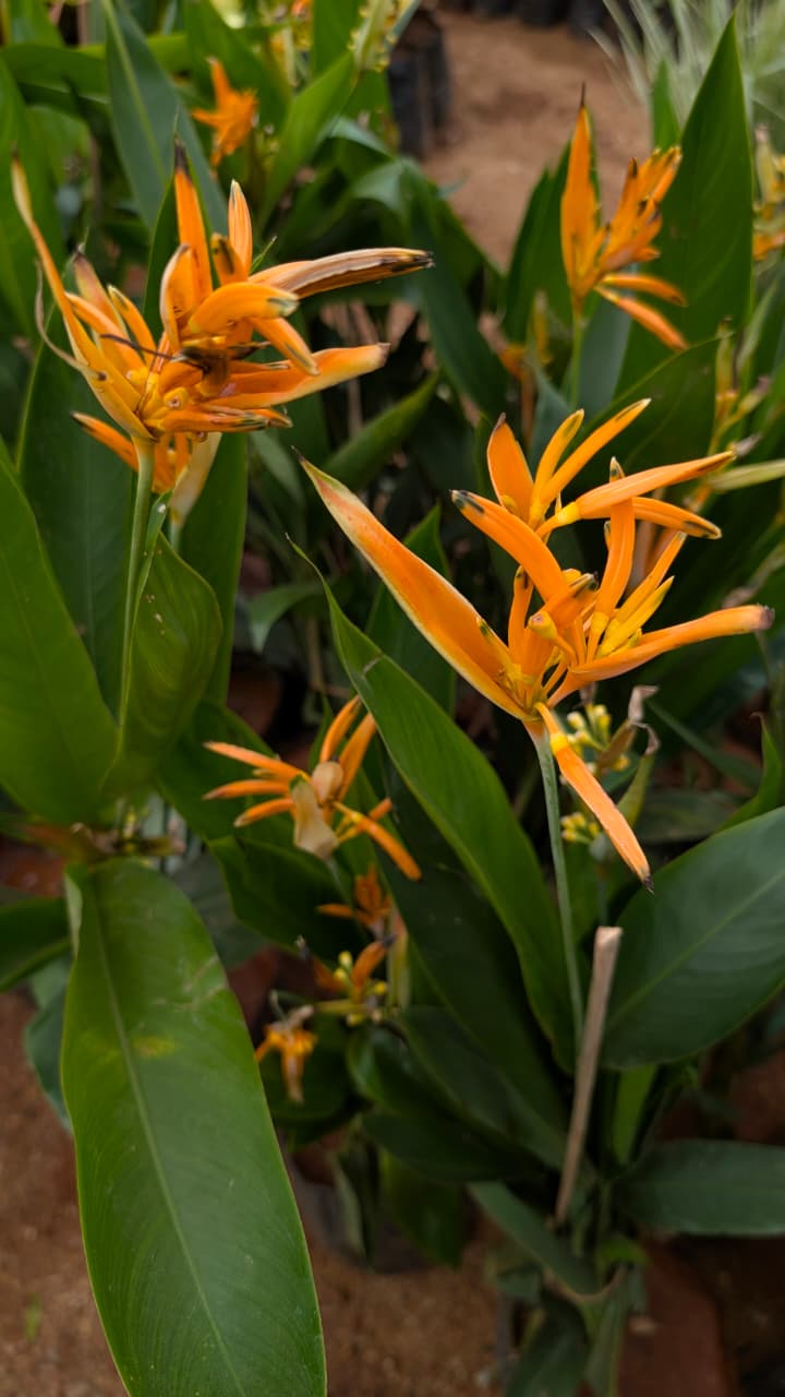 Heliconia 13/13 bag