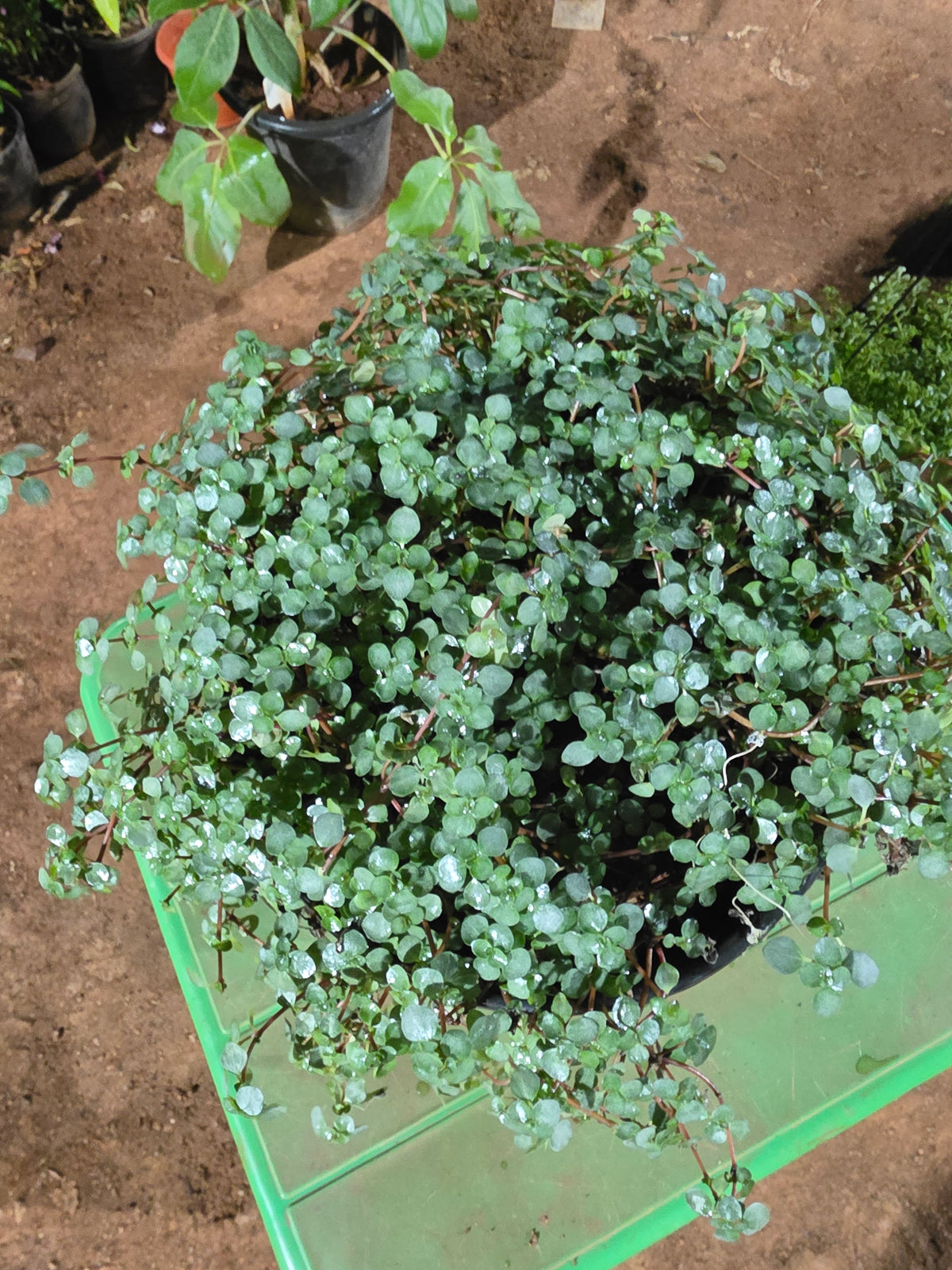 Pilea glaucs (Blue Baby tears)