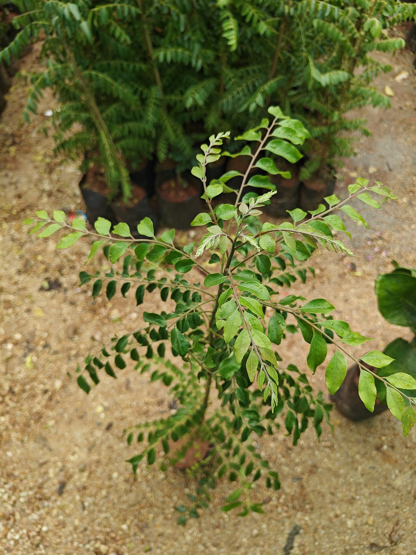 Curry Leaf ( Natu Karivepaku )