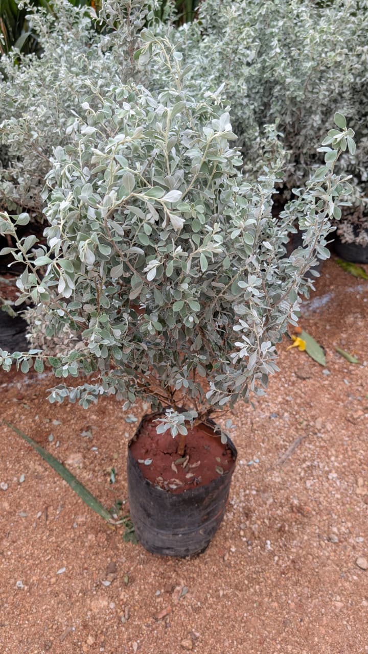 Nikotia ( Lecuphyllum )