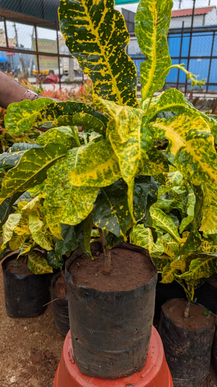 Croton yellow broad leaf