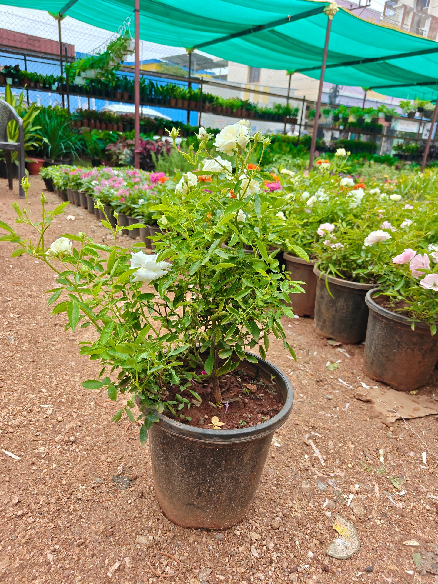 Kashmir Rose Pot