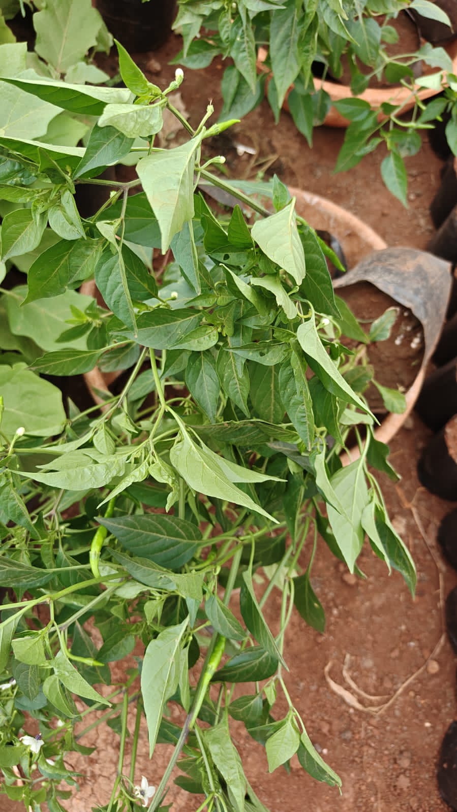 Mirchi plant