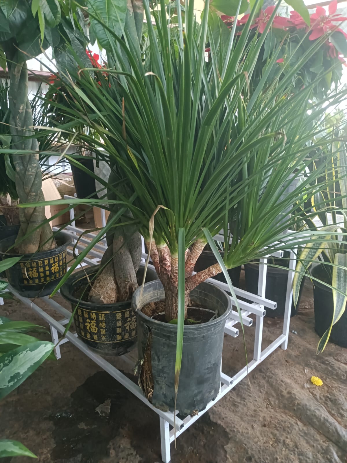 Dracena Draco Multi Head
