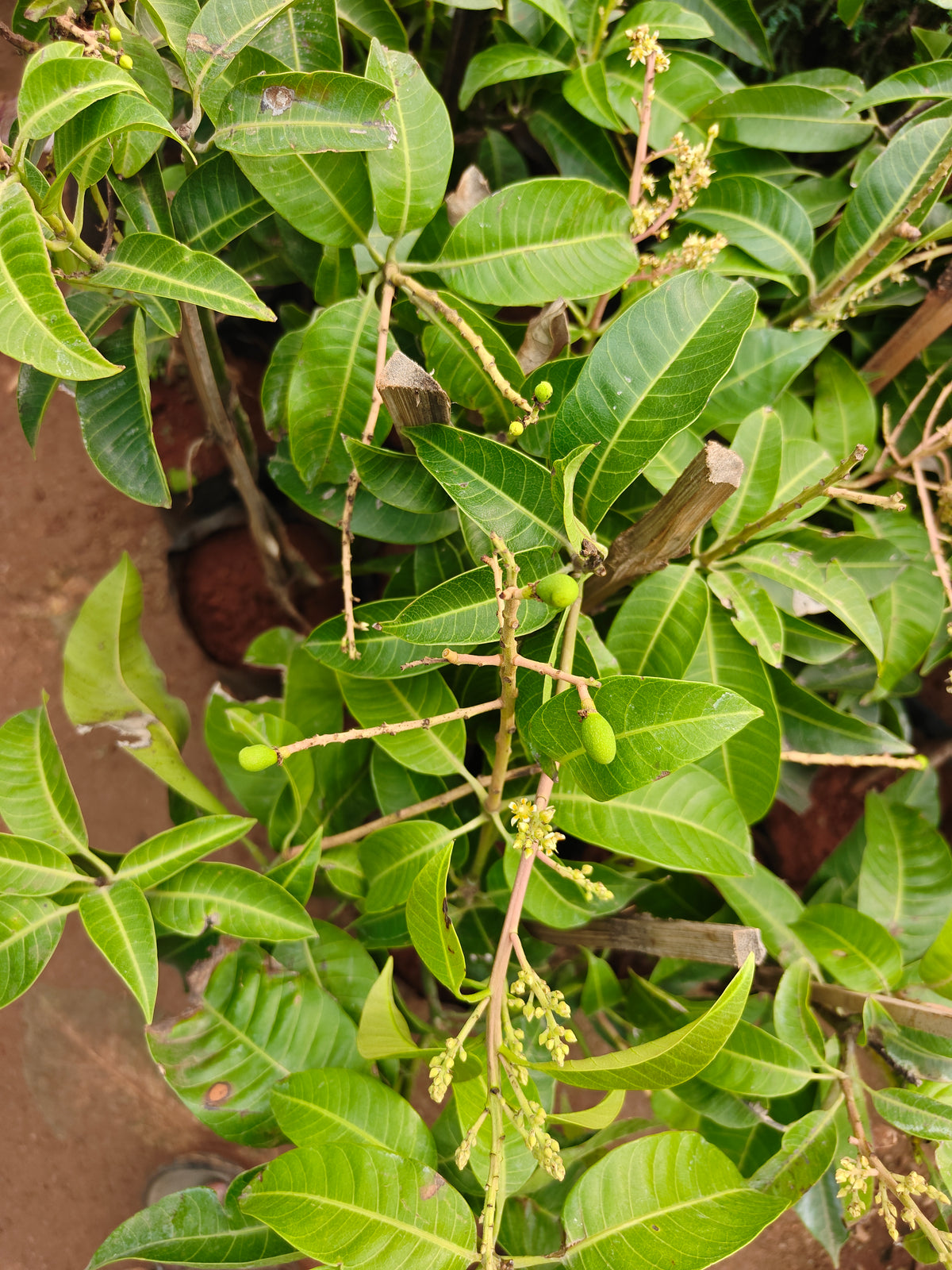 All time Mango