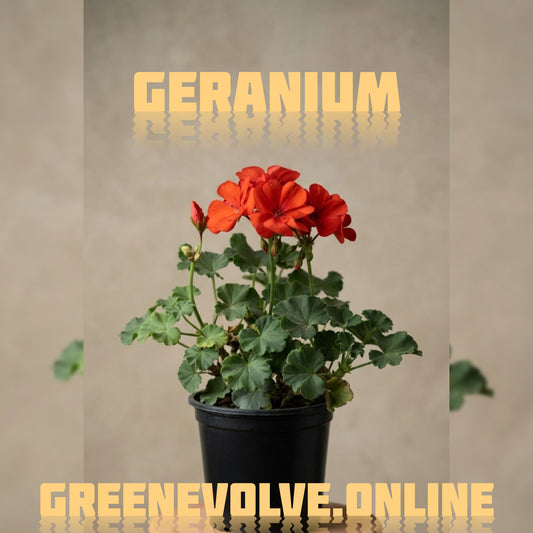 Geranium