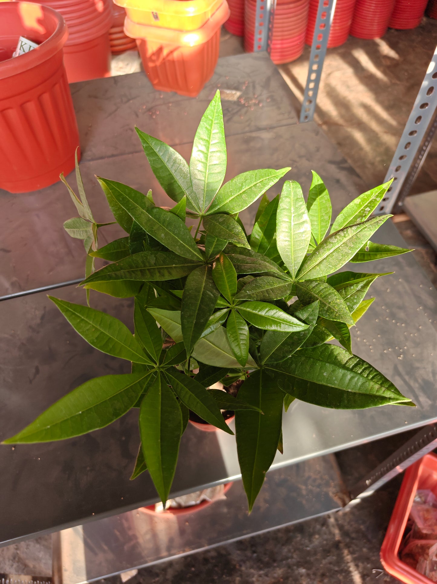 Pachira