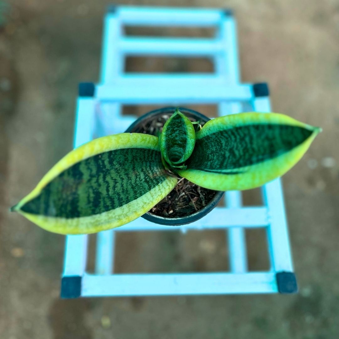 Snake Plant ( Sansevieria trifasciata 'Laurentii' )
