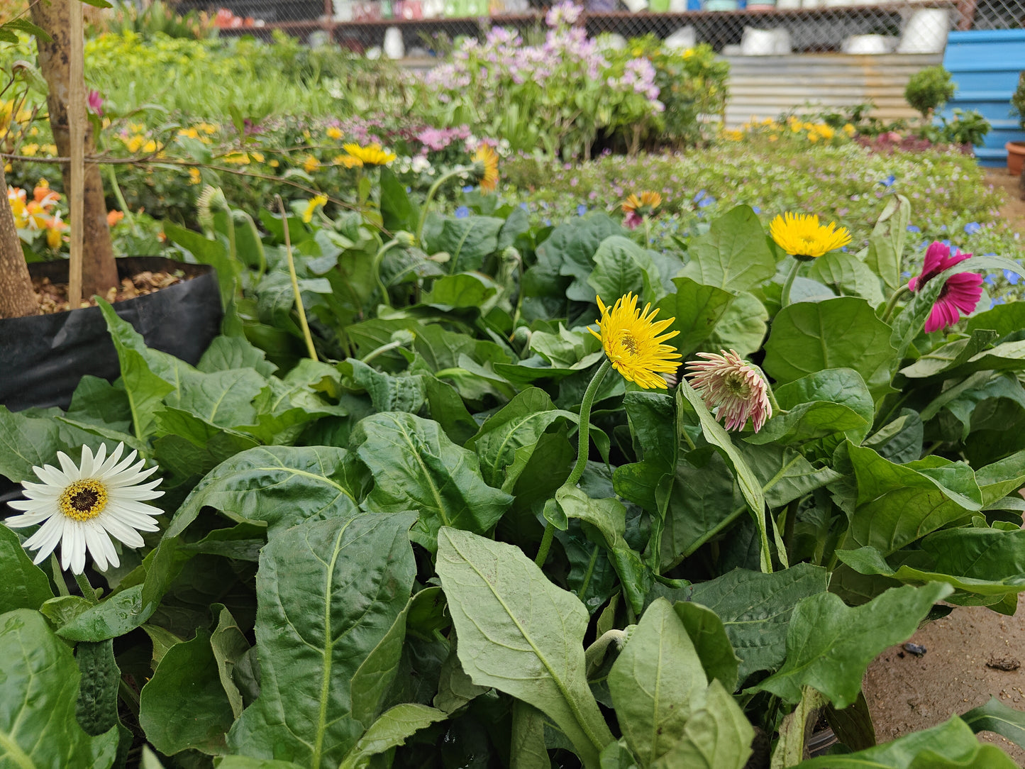 Gerbera any colour