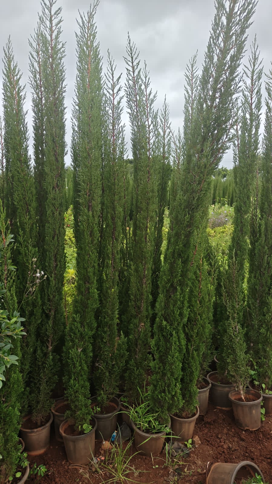 Pencil pine