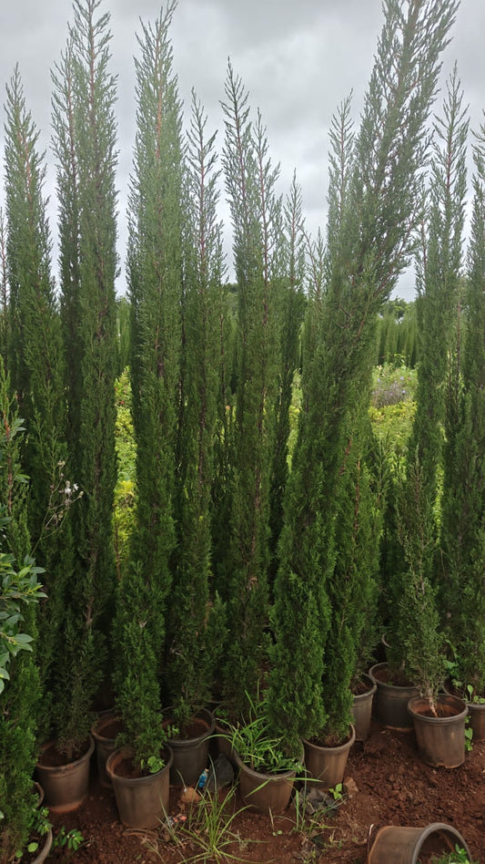 Pencil pine